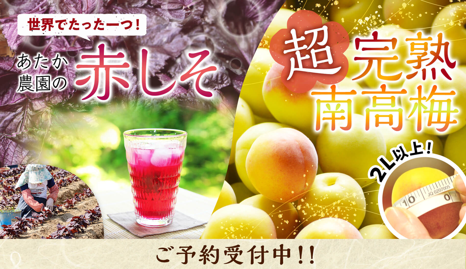 梅＆赤しそご予約