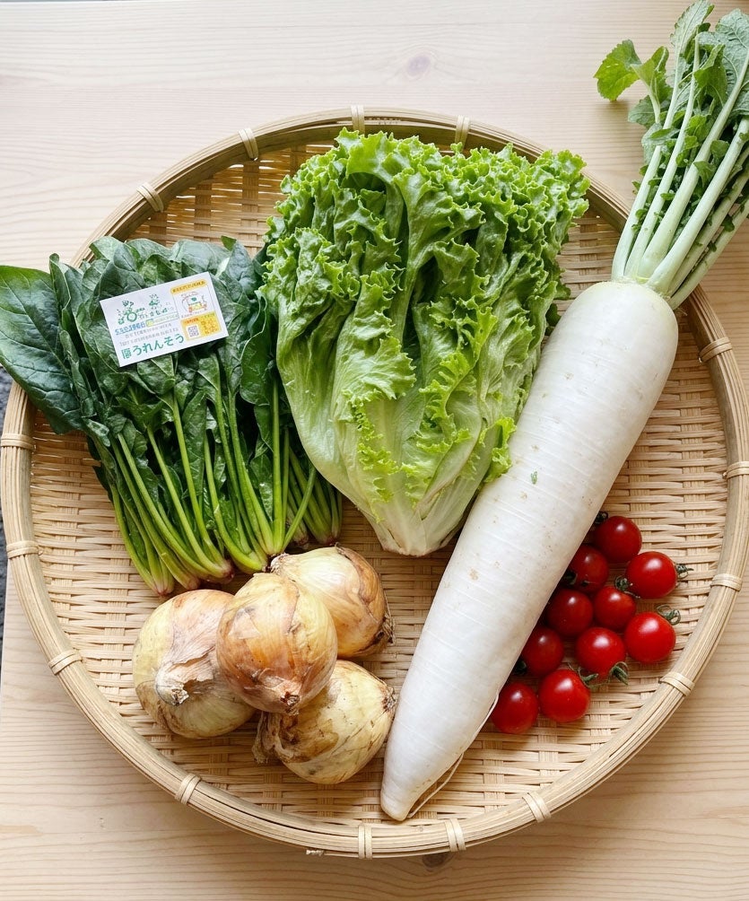 九州産 旬の野菜セット S／M／L クール便 | 朝ごはん本舗