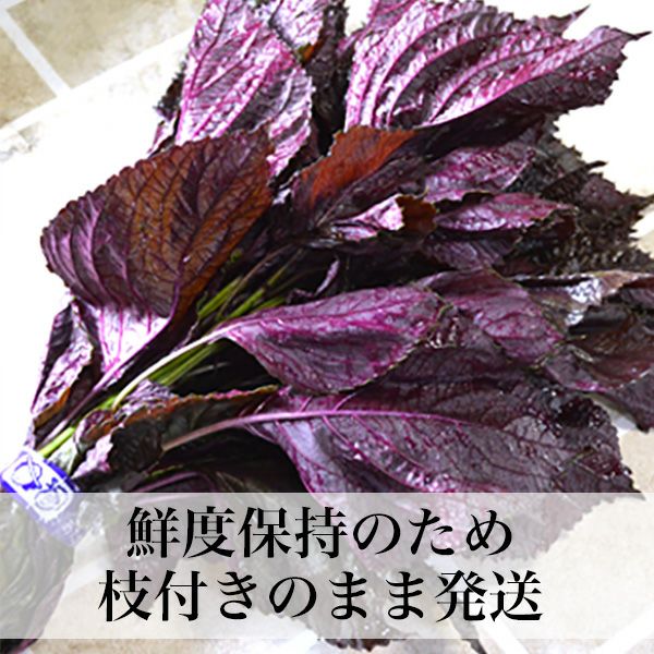赤しそ単品販売】あたか農園の「赤しそ」250g（1束） | 朝ごはん本舗