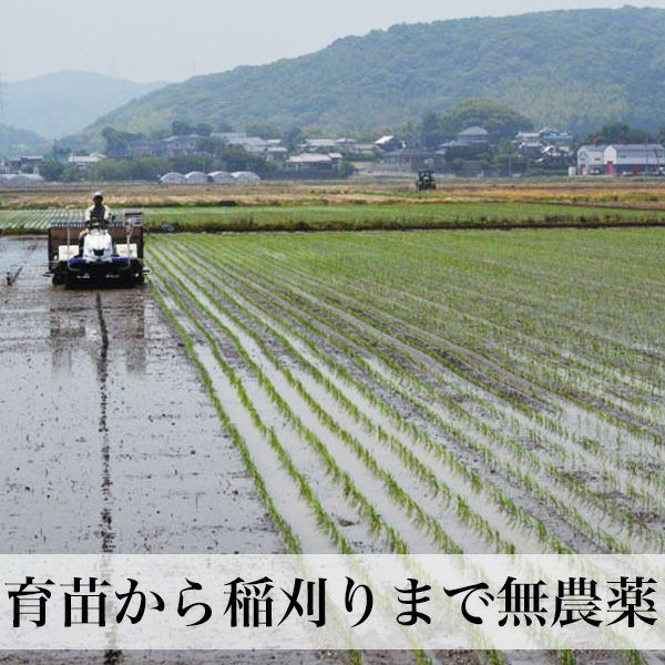 数量限定】特別栽培米 農薬不使用（栽培期間中） 種子消毒不使用 | 朝
