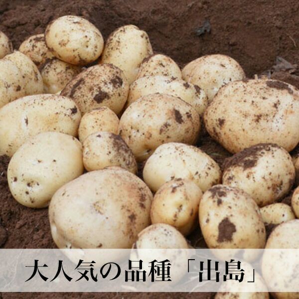 中村さんの新じゃがいも「出島」 | 朝ごはん本舗