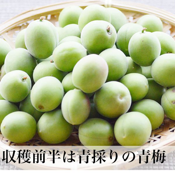 森農園の青梅 大分県産 ご予約品 | 朝ごはん本舗