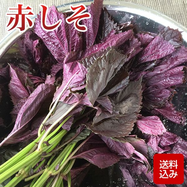 赤しそ