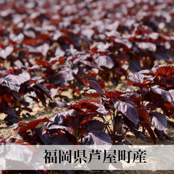 あたか農園の赤紫蘇（赤しそ） | 朝ごはん本舗