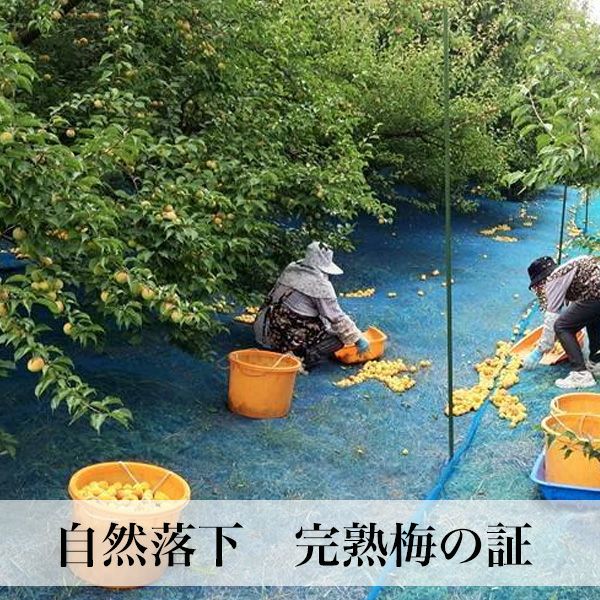 食品 2426❄️クール便 特大4L8kg 梅干し向け完熟南高梅 キルトパッチ梅