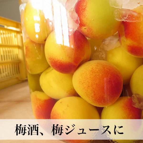 超！ 完熟南高梅 大分県産 クール便 | 朝ごはん本舗