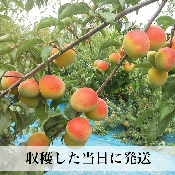 超！ 完熟南高梅 大分県産 クール便 ご予約品 | 朝ごはん本舗