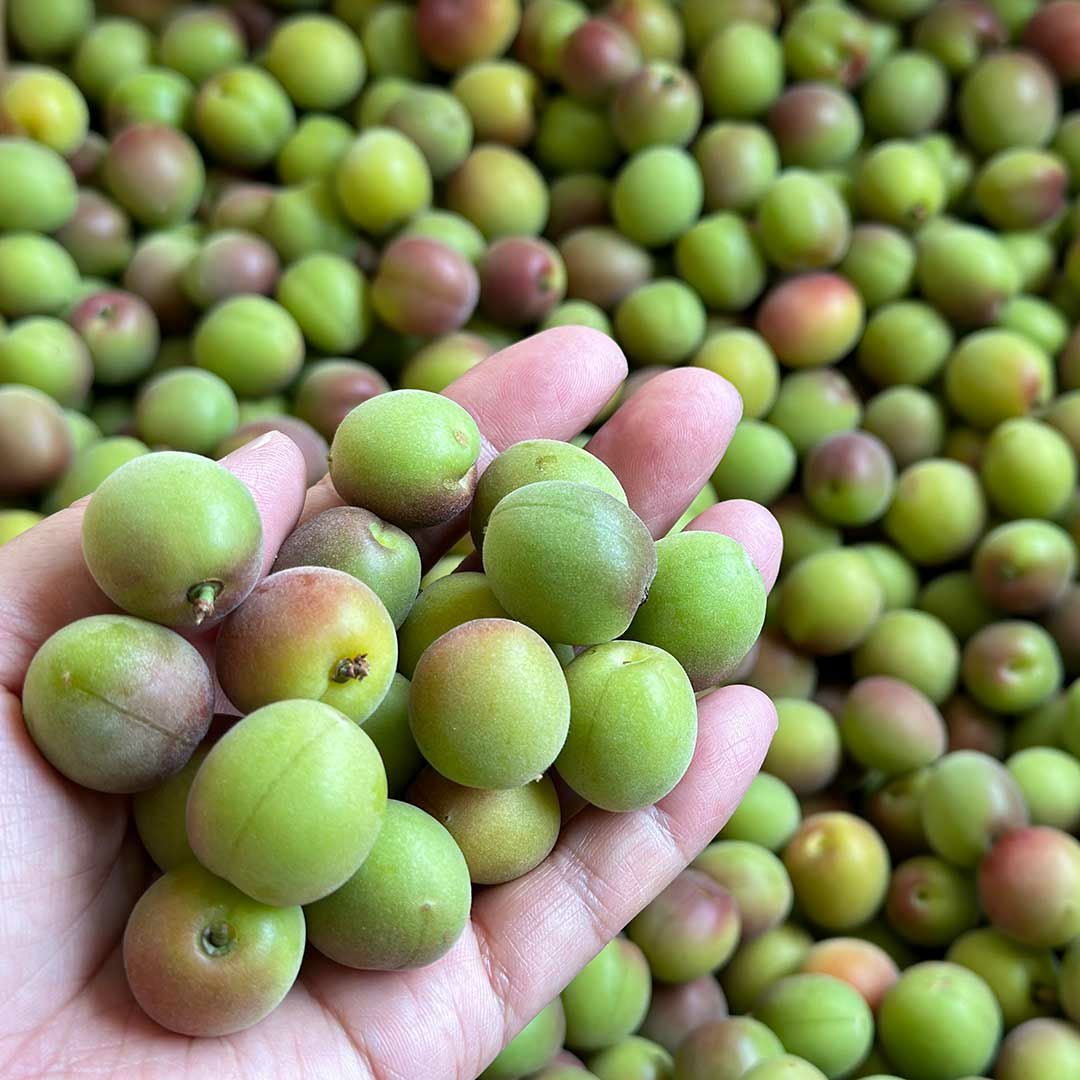 小梅（織姫） 大分県産 | 朝ごはん本舗