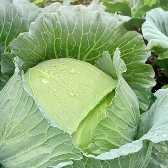 能間さんのキャベツ 1玉 福岡県産