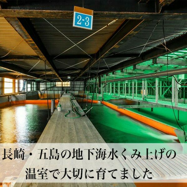 クエしゃぶセット 2人前 冷凍 直送